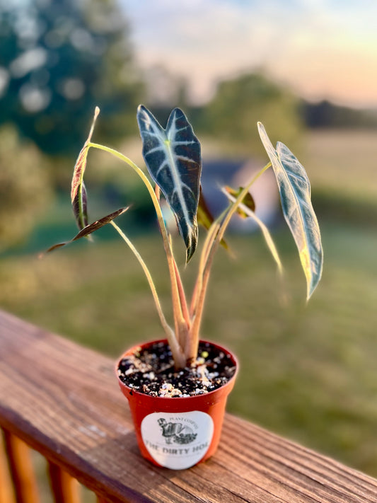 Alocasia Bambino - 4 inch pot