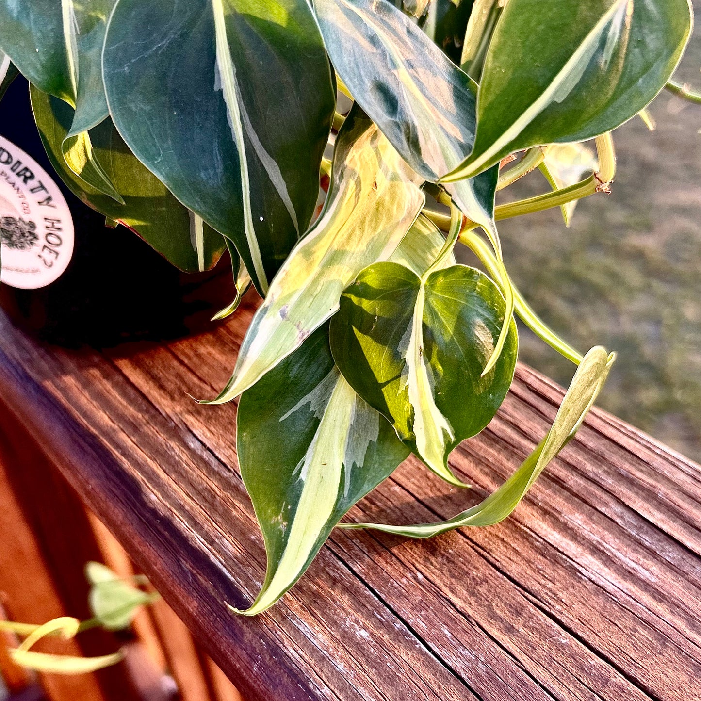 Philodendron Silver Stripe - 6 inch