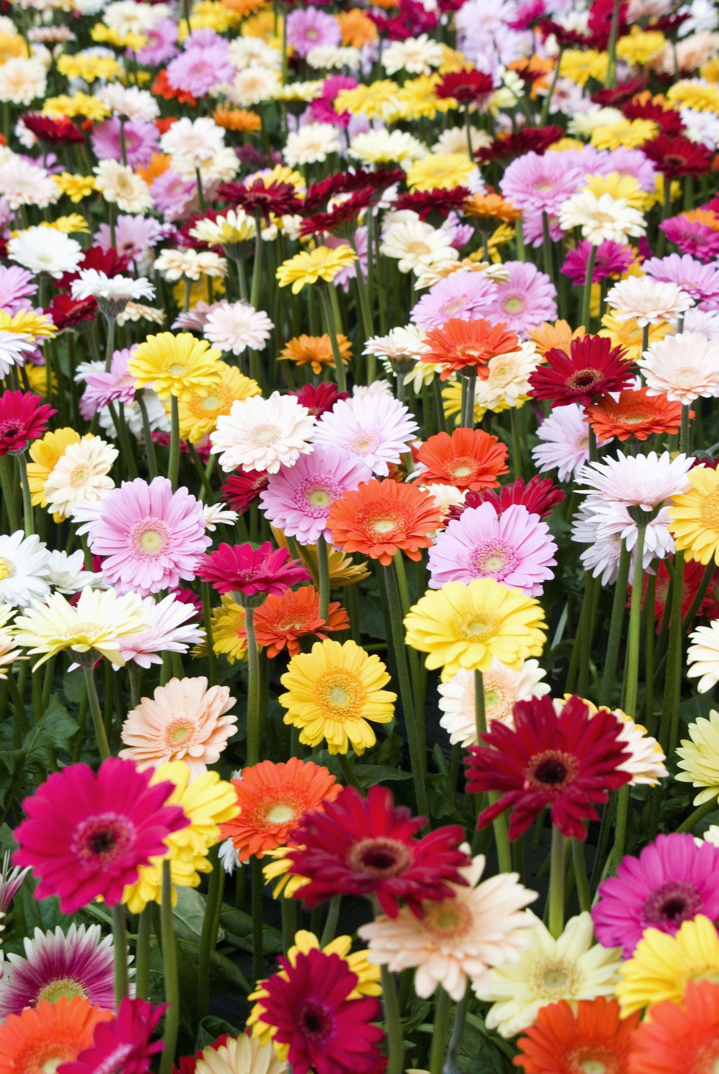 Memorial Florals