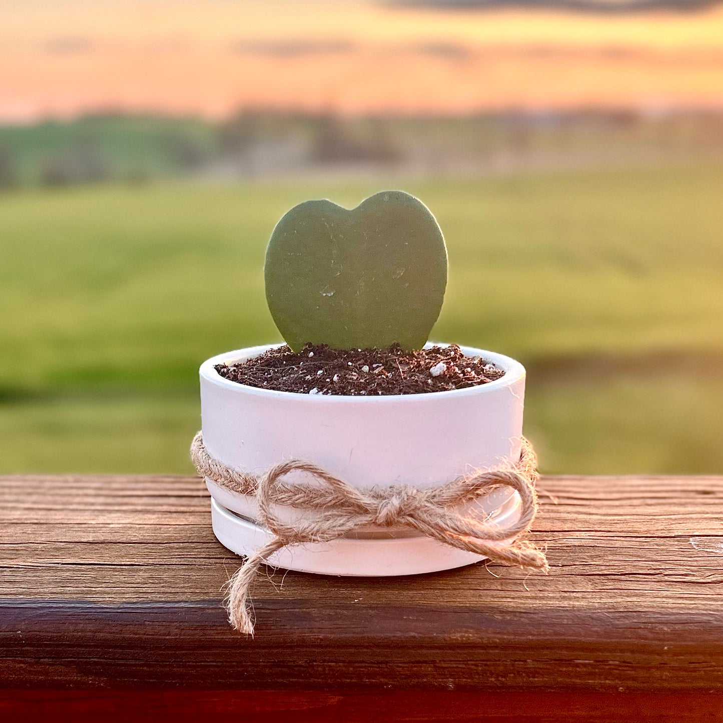 Single Heart-Shaped Hoya Kerri in Ceramic Dish