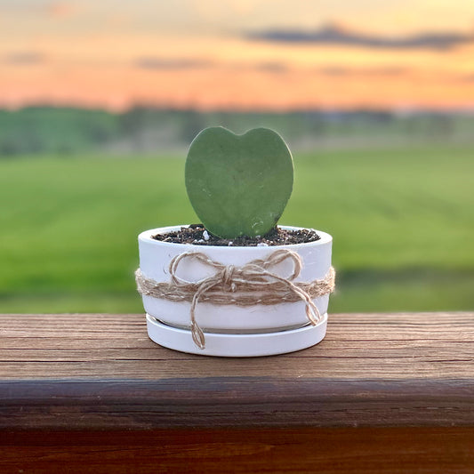 Single Heart-Shaped Hoya Kerri in Ceramic Dish